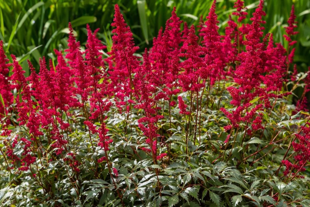 Astilbe Red Sentinel