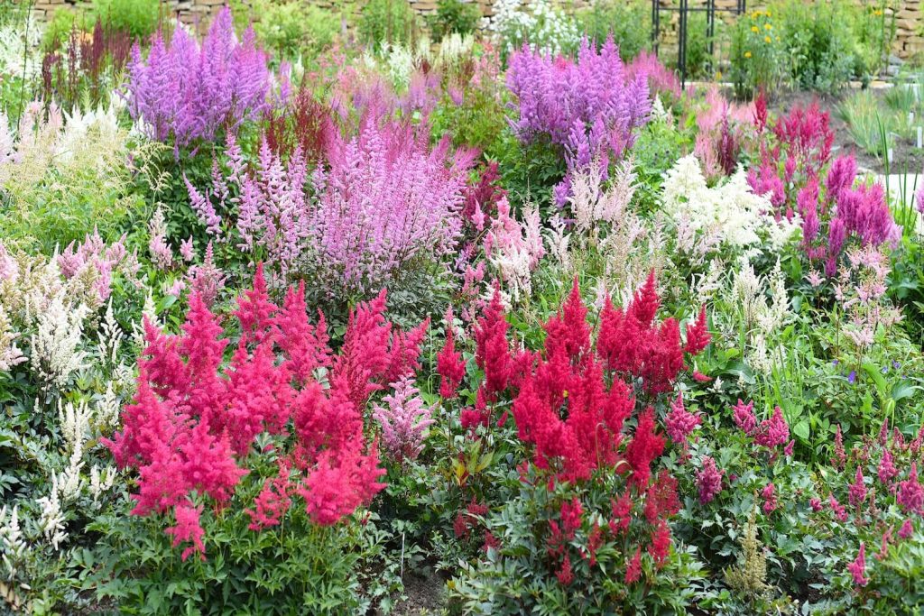 Astilbe varieties