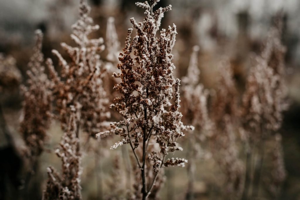 Withered astilbe