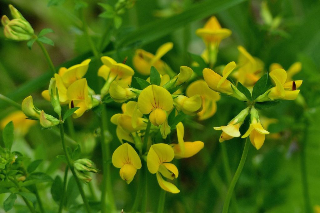 Birds foot trefoil flowers