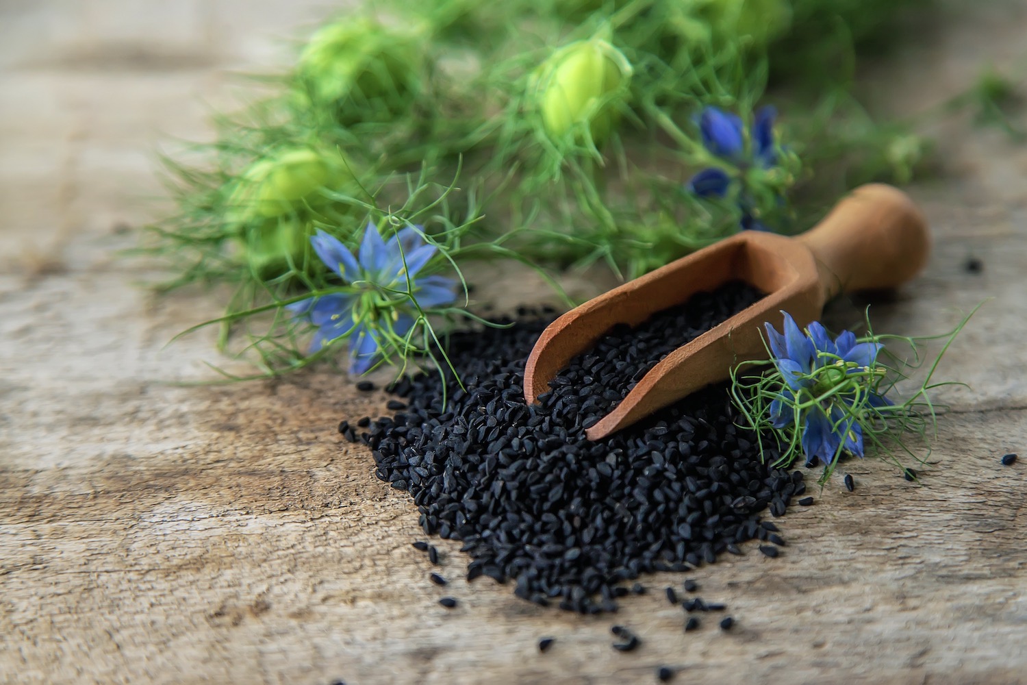 caraway-origin-varieties-benefits-plantura