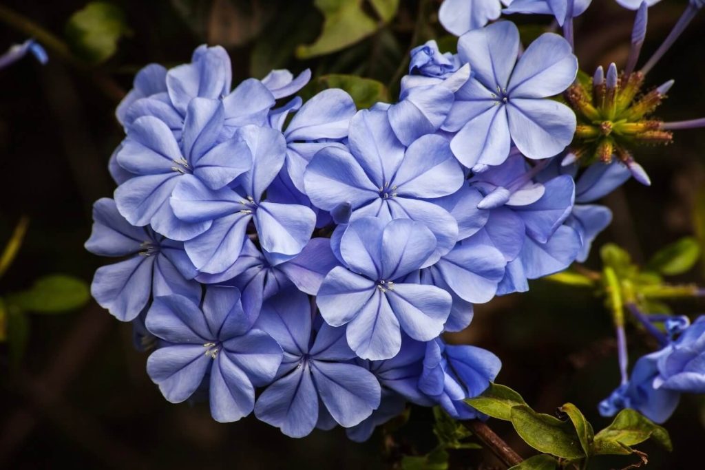Blue flowered plumbago