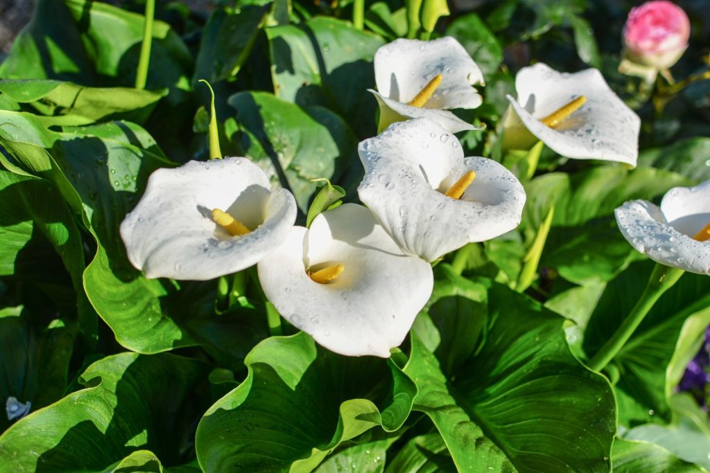 White calla lilly flowers