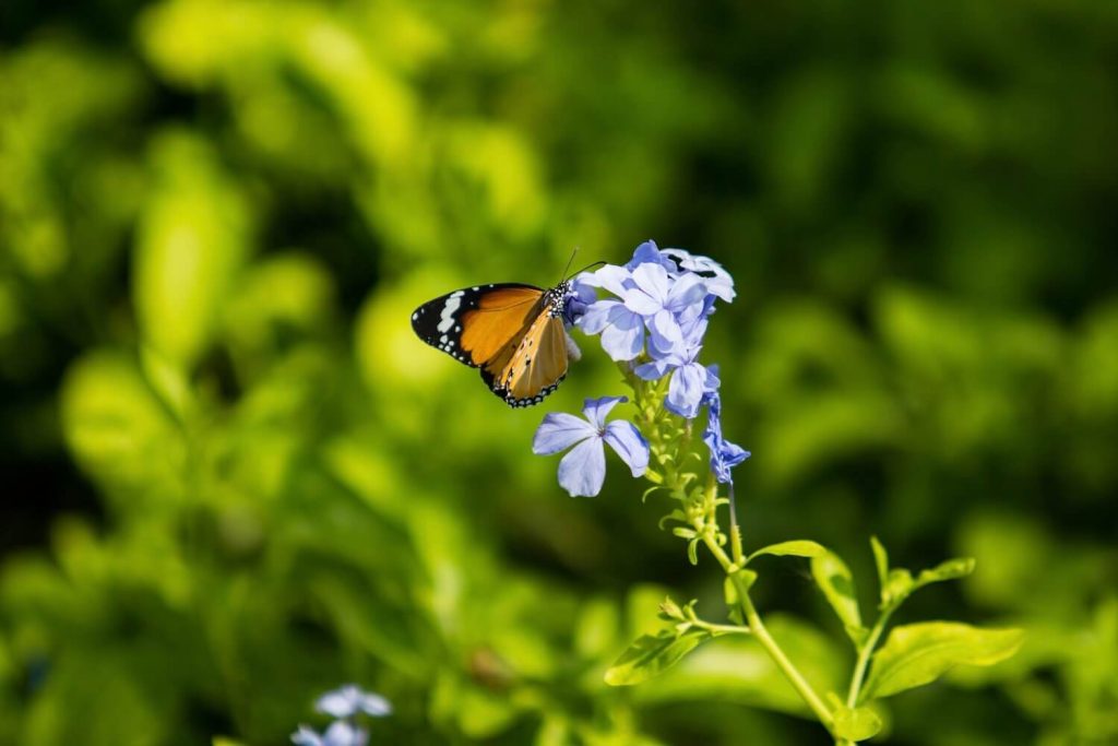 Butterfly on cape leadwort flowers