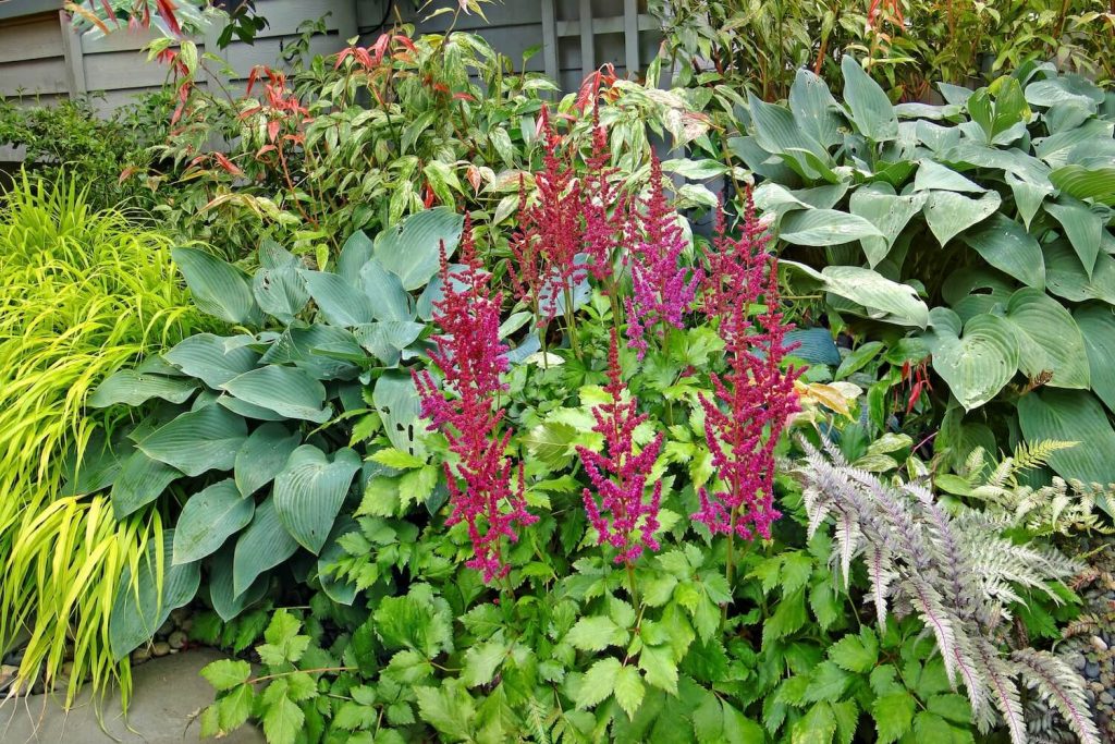 Astilbe with companion plants