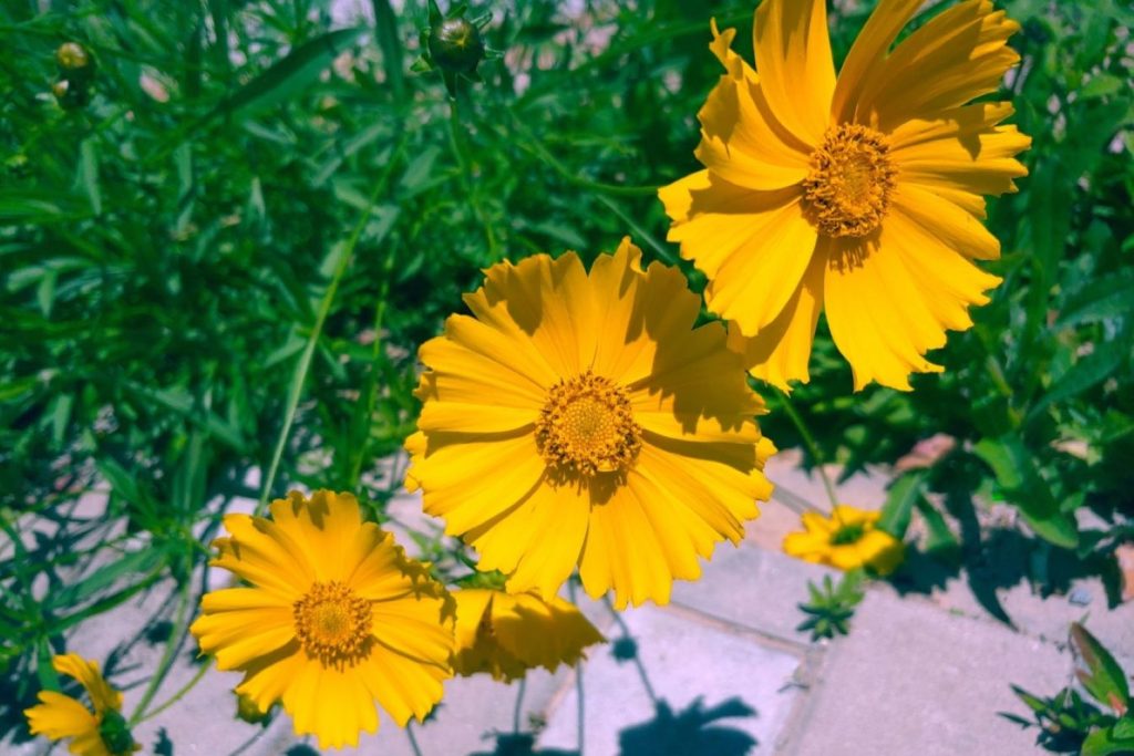 three blooming yellow coreopsis flowers