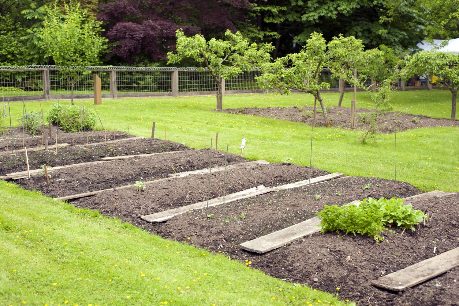 Heavy feeders, medium feeders & light feeders - Plantura