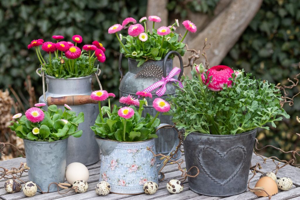 Daisy plants in pots