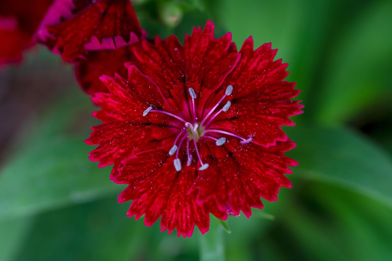 Sweet Williams flowering, varieties & toxicity Plantura