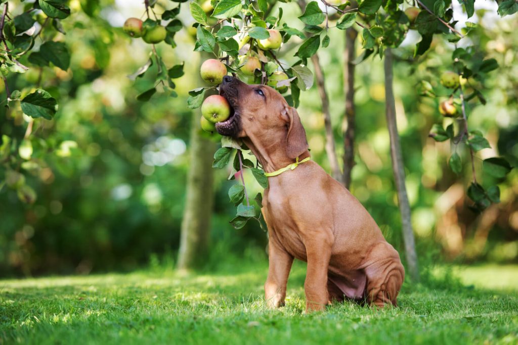 Dog eating an apple from the tree