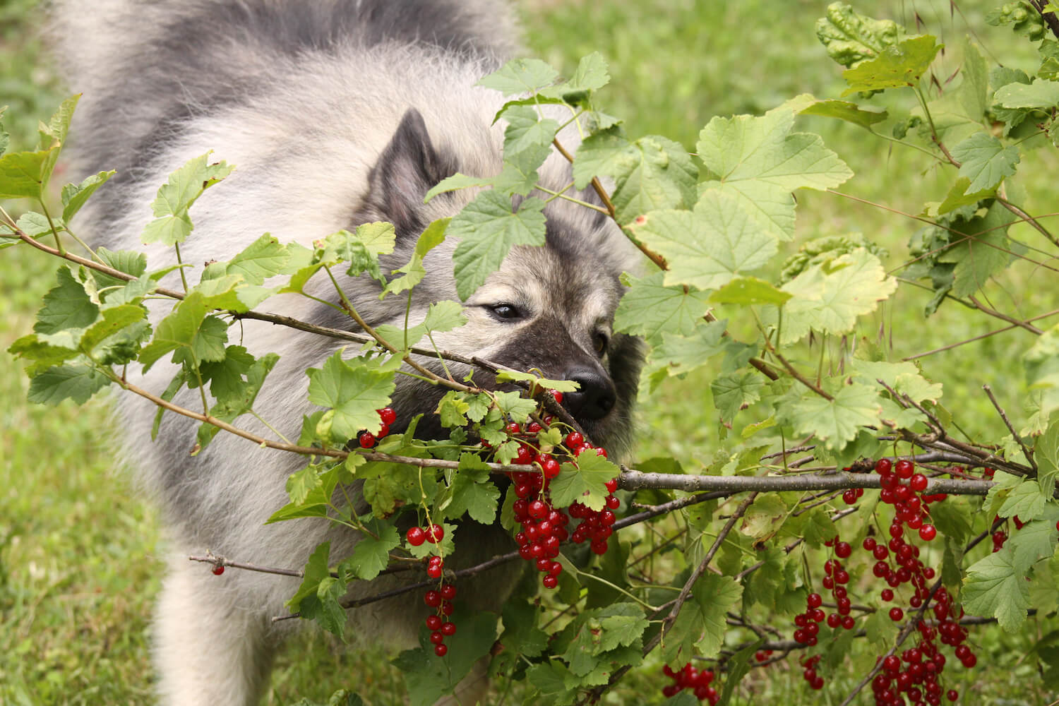 Image showcasing Dog friendly plants: for the garden & indoors - Plantura