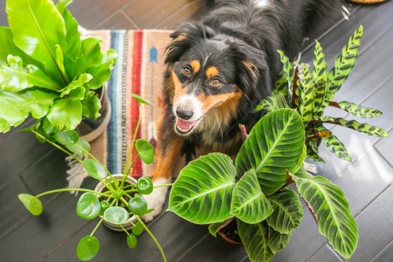 Dog friendly plants: which plants are safe for dogs?