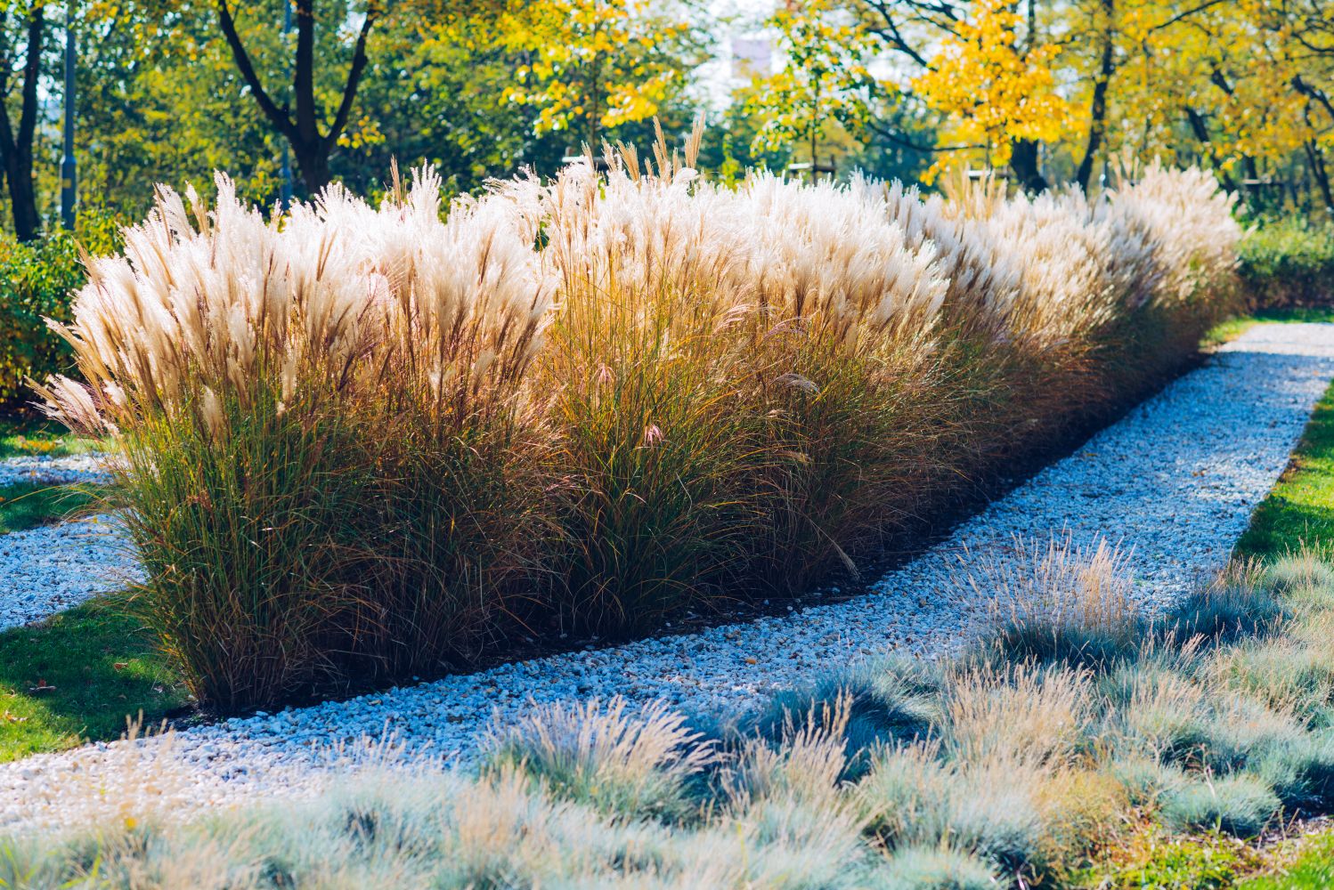 Chinese Silver Grass Varieties Care And Hardiness Plantura