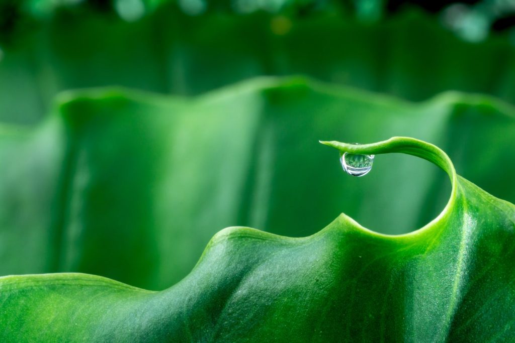 Guttation droplet on leaf