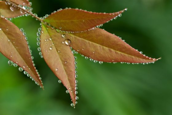 Guttation in plants: what causes water droplets on indoor plant leaves?