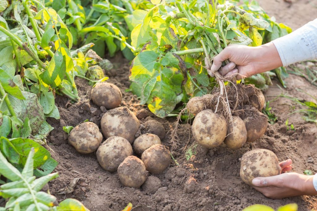 Someone harvesting potatoes