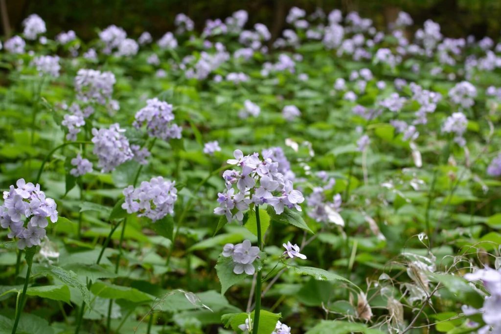 honesty plants