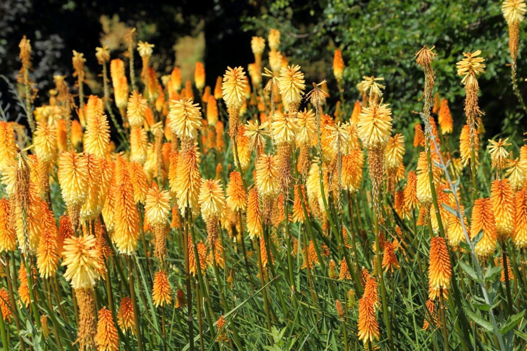 A few red-hot poker plants