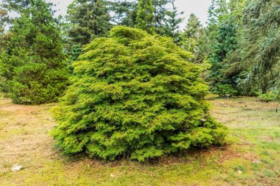 Lawson’s cypress: properties, care and the most beautiful varieties