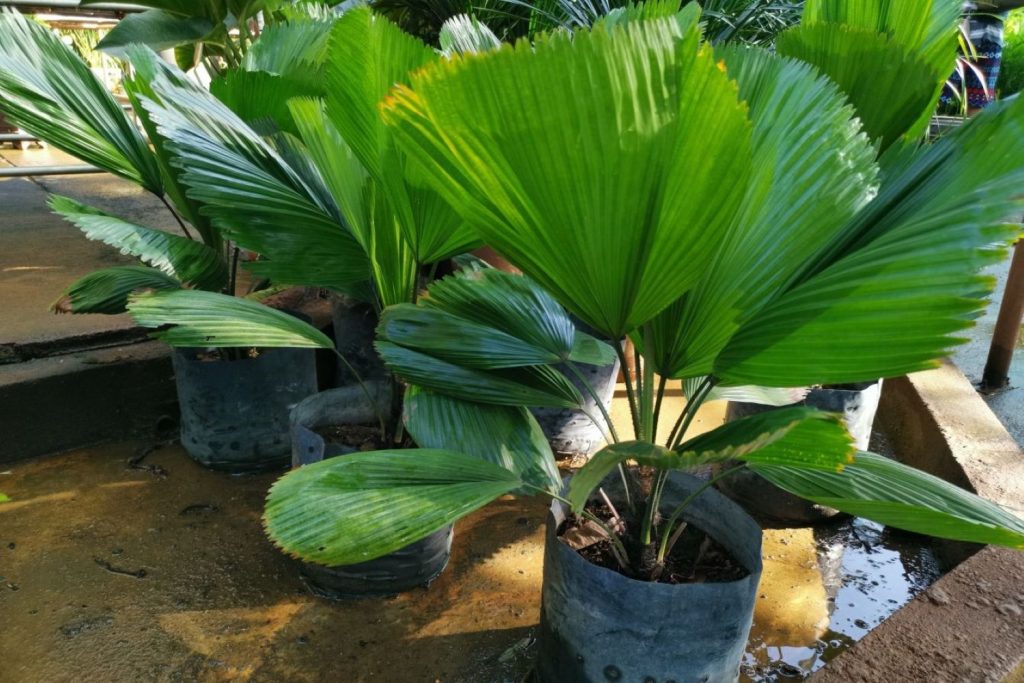 Licuala houseplants growing in pots