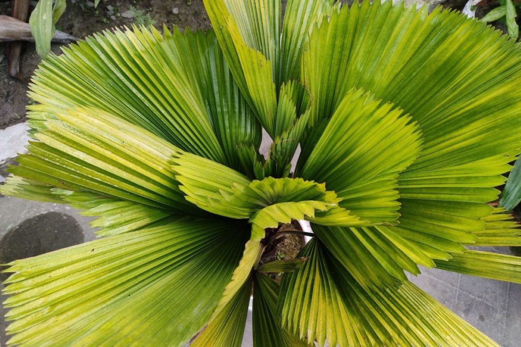 Licuala orbicularis large leaves
