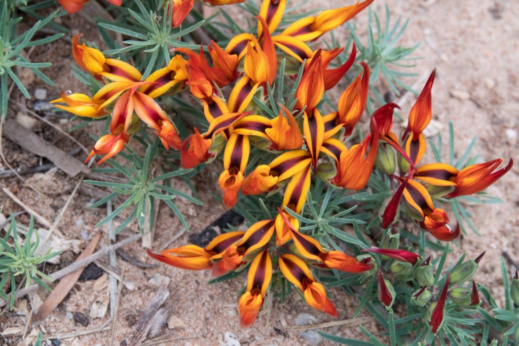 Lotus berthelotii plant