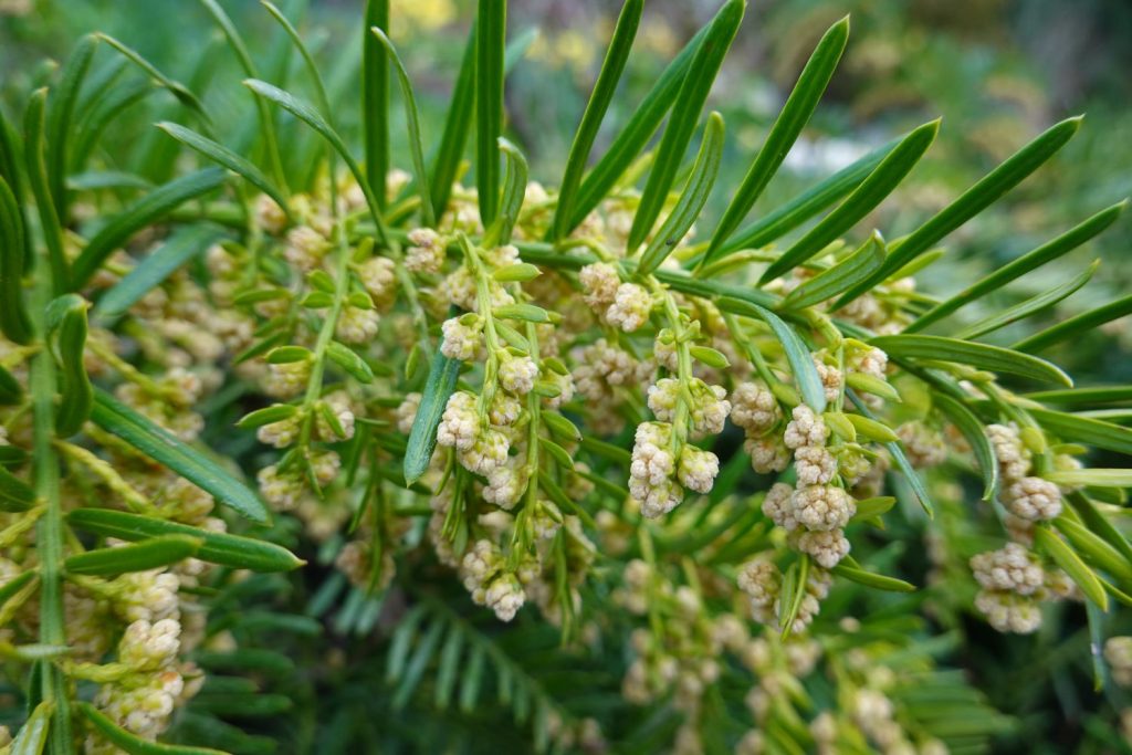 Male yew flower