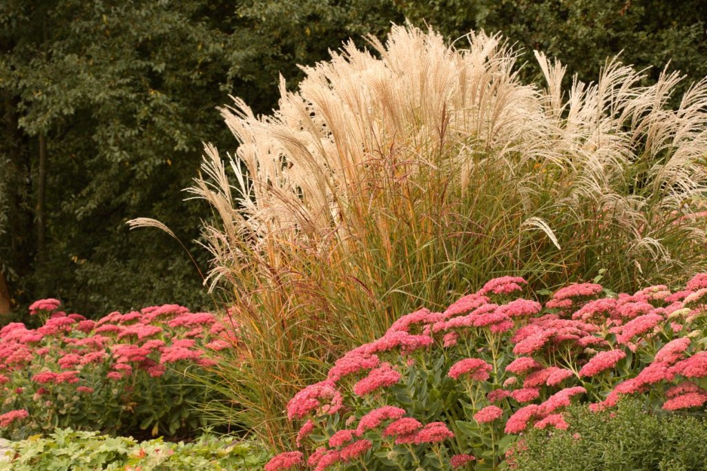 Miscanthus sinensis in a garden bed