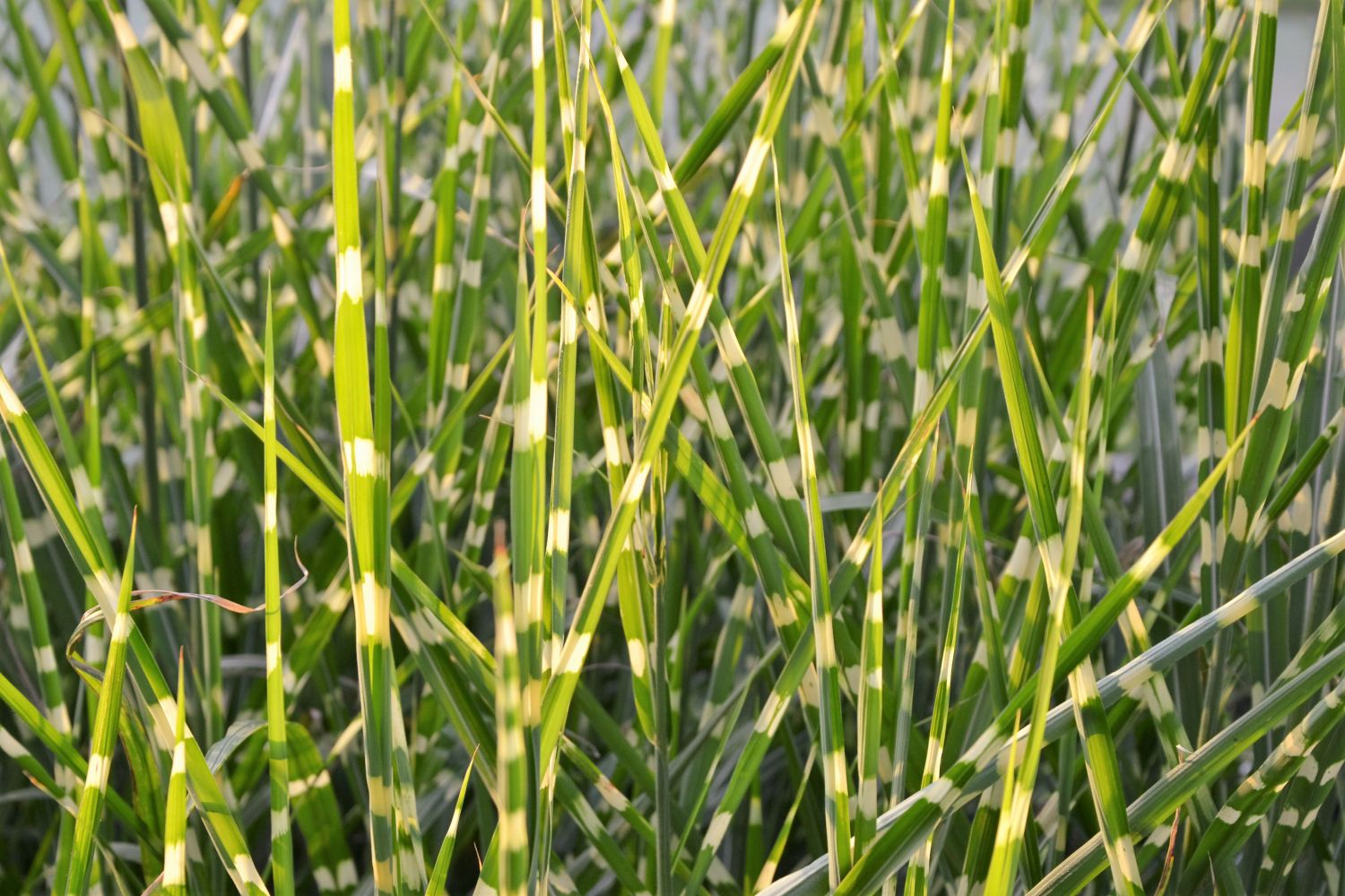 Chinese silver grass: varieties, care & hardiness - Plantura