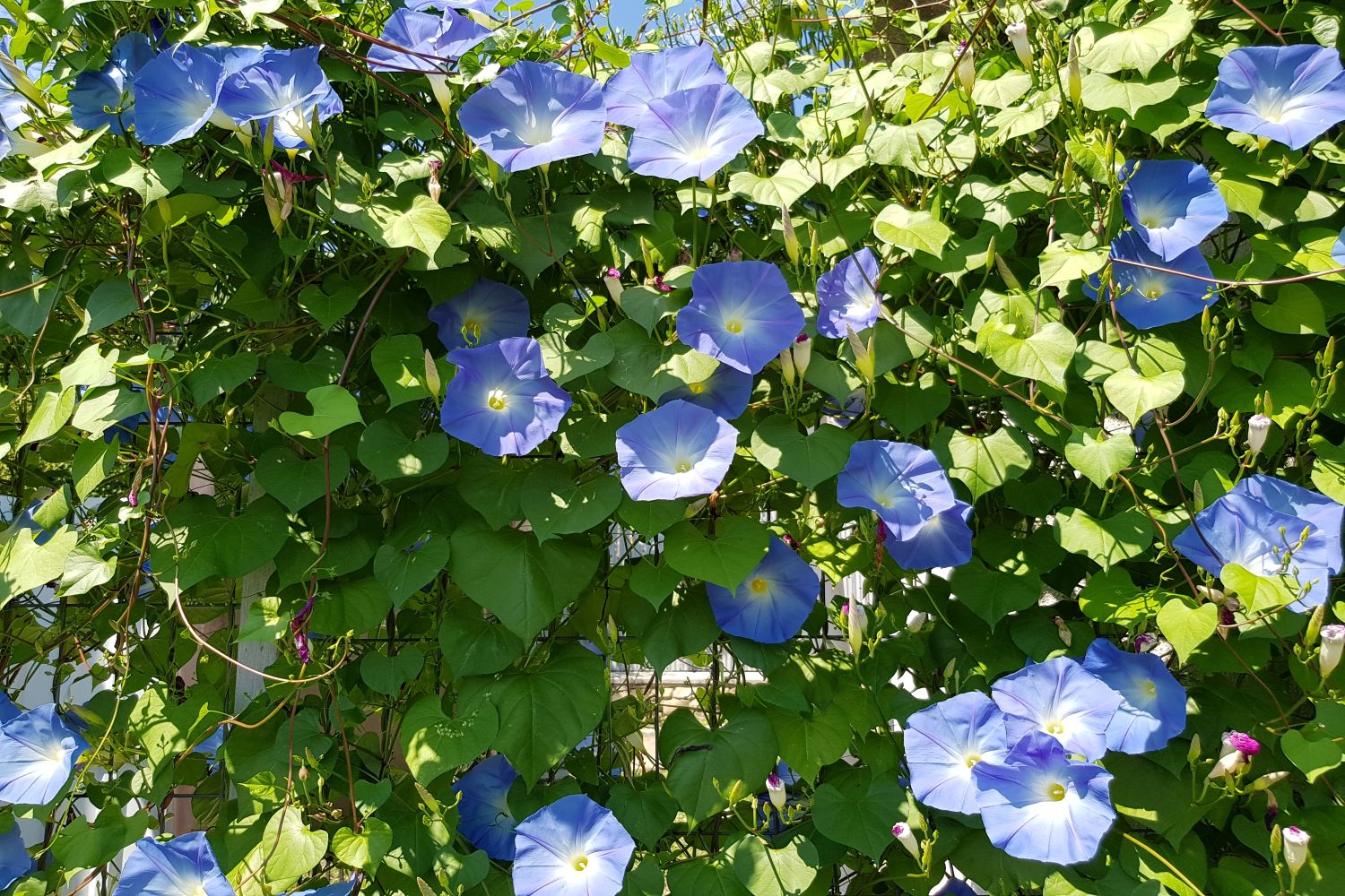 Morning glory: sowing, winter hardiness & toxicity - Plantura