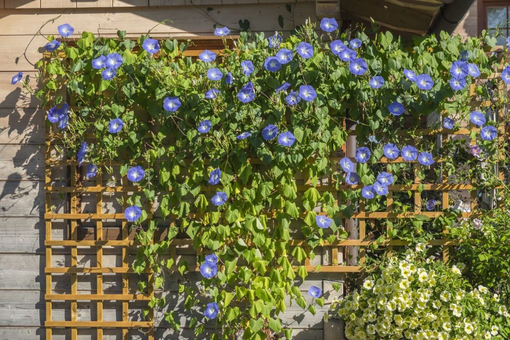 Morning glory on a house wall