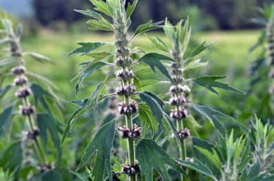 Motherwort: planting, use & effect of the medicinal plant