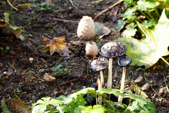 Mushrooms in the garden: identification & treating causes