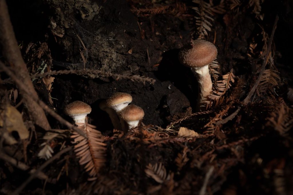 Mushrooms growing in the dark