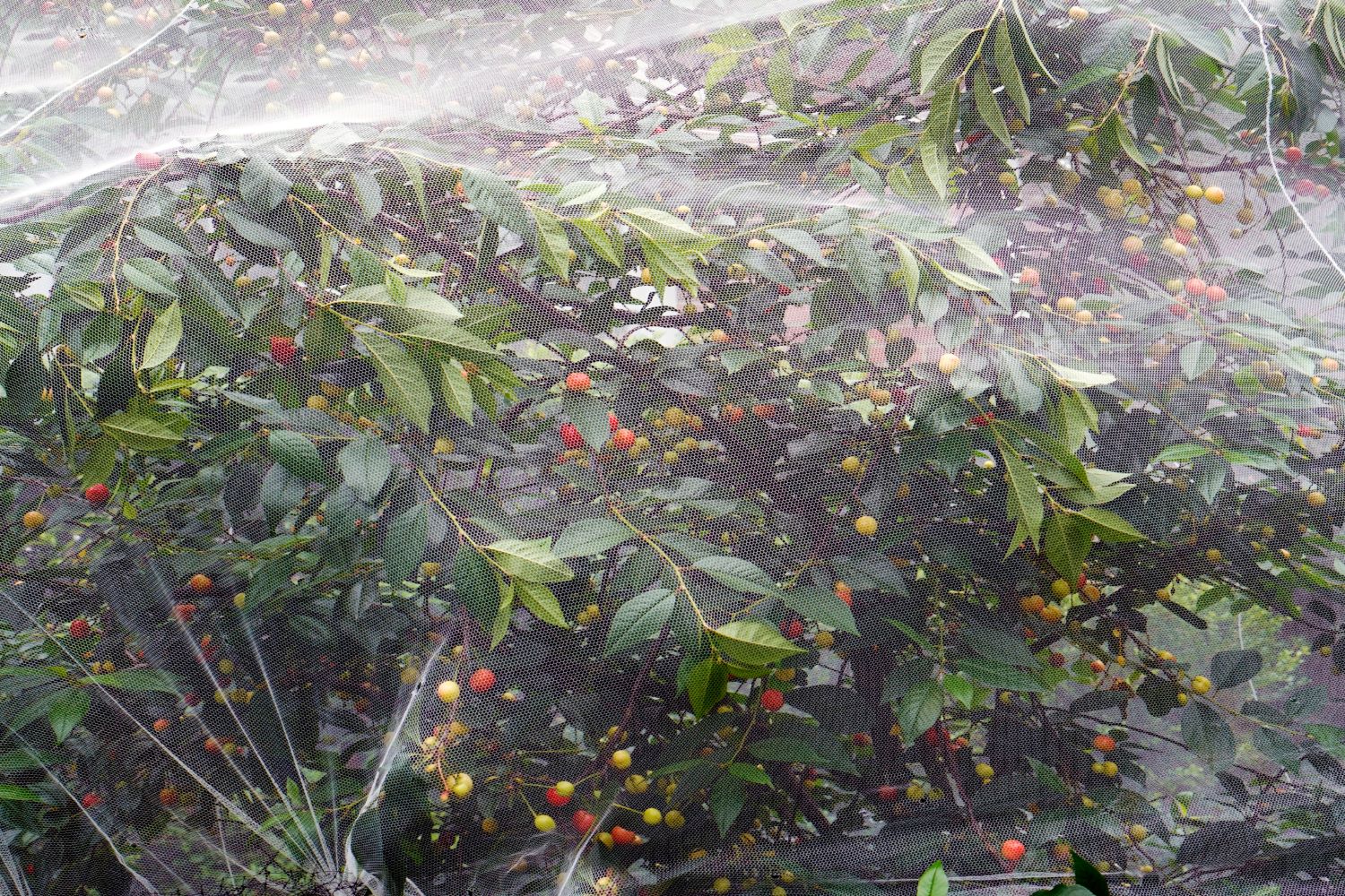 Cherry fruit fly identification & treatment Plantura