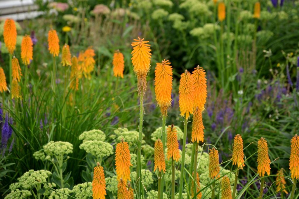 Red-hot pokers with various other plants