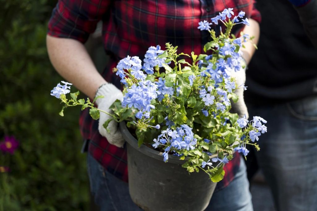 Carrying a potted plumbago
