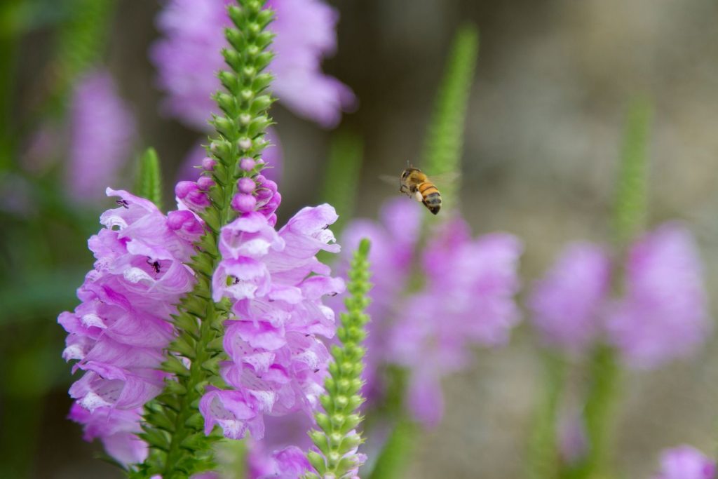 Bee flying toward false dragonhead flowers