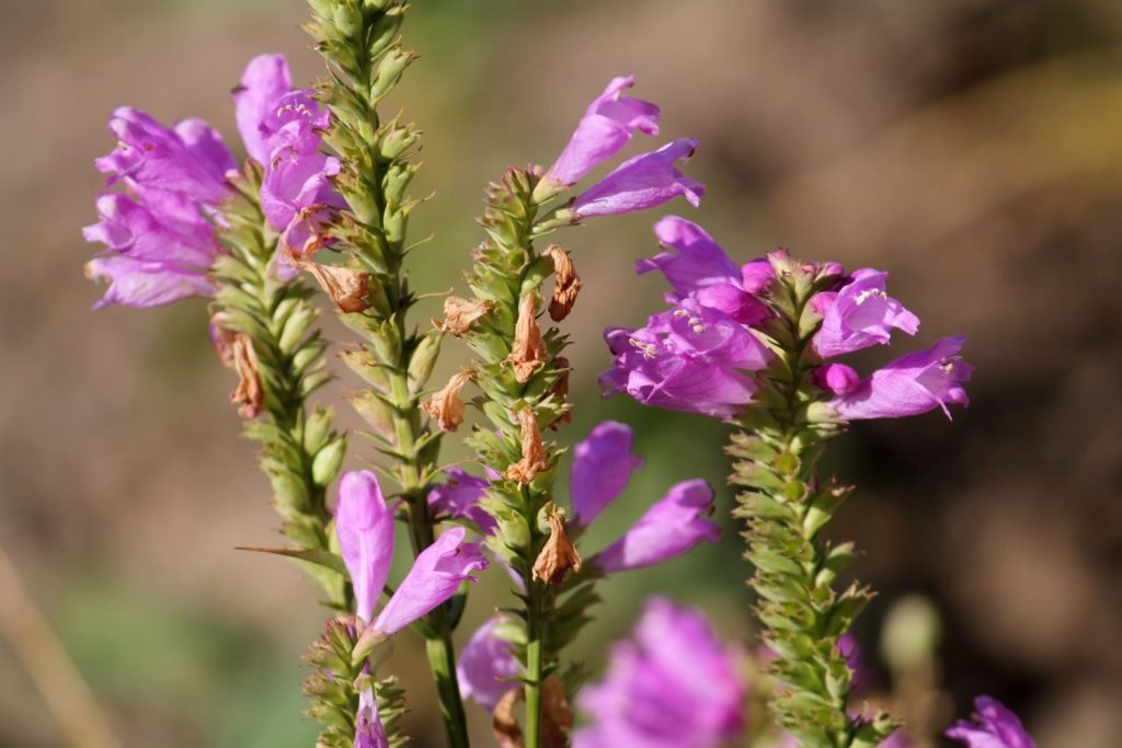 Obedient plant with wilted flowers