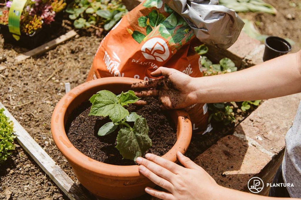 planting a cucumber in pot