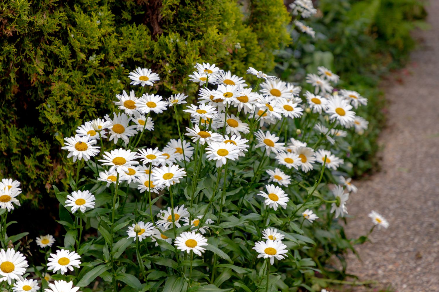 Growing Daisies Made Easy: Follow Our Step-by-Step Guide and Care