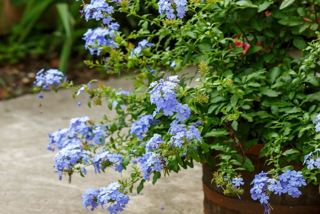 Potted plumbago