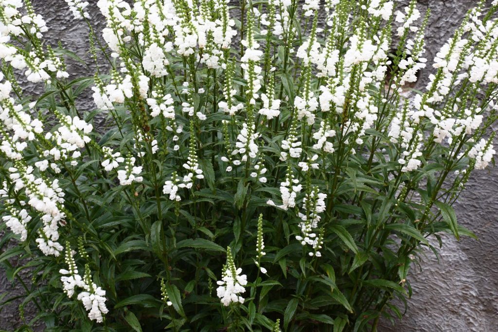 White obedient flowers growing densely