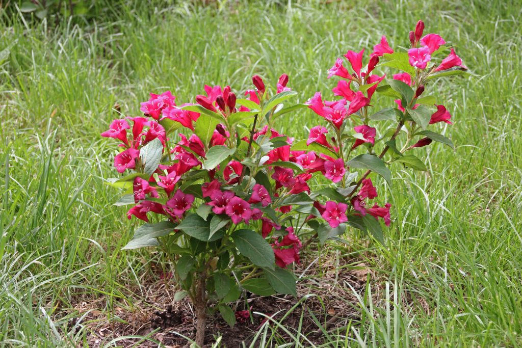 Weigela plant