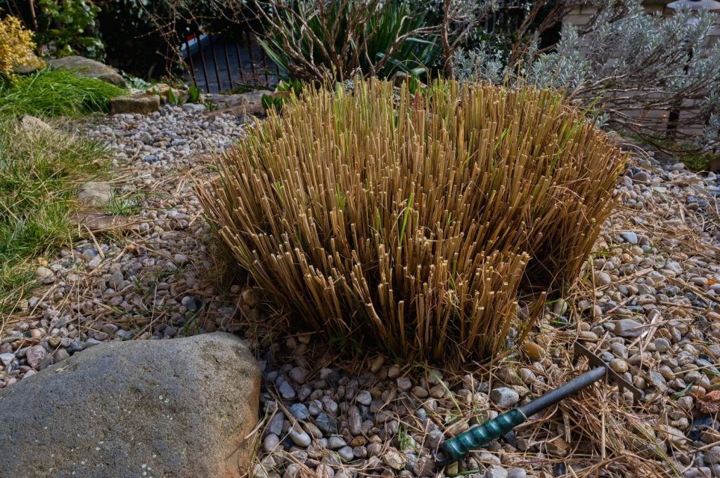 Pruned Chinese silver grass