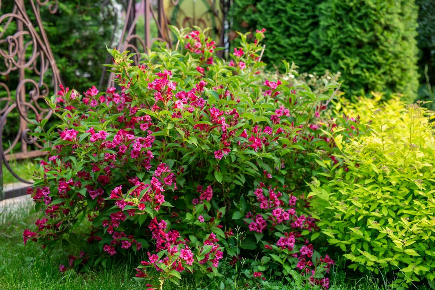 Weigela location, care and flowering time Plantura