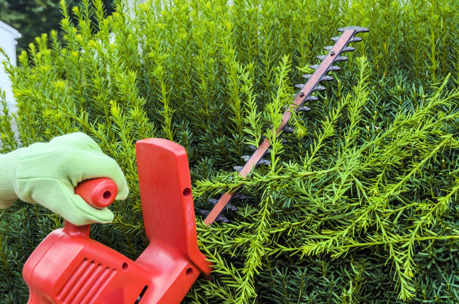 Pruning yews: when & how - Plantura