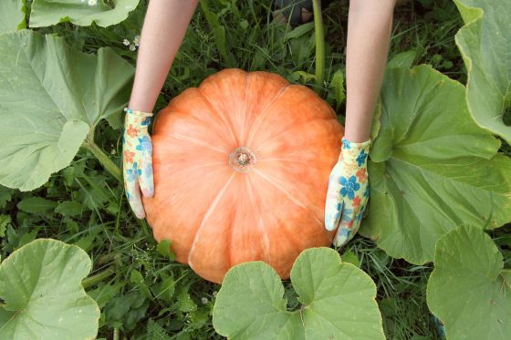 Pumpkin plant care: how to prune, water & fertilise pumpkins