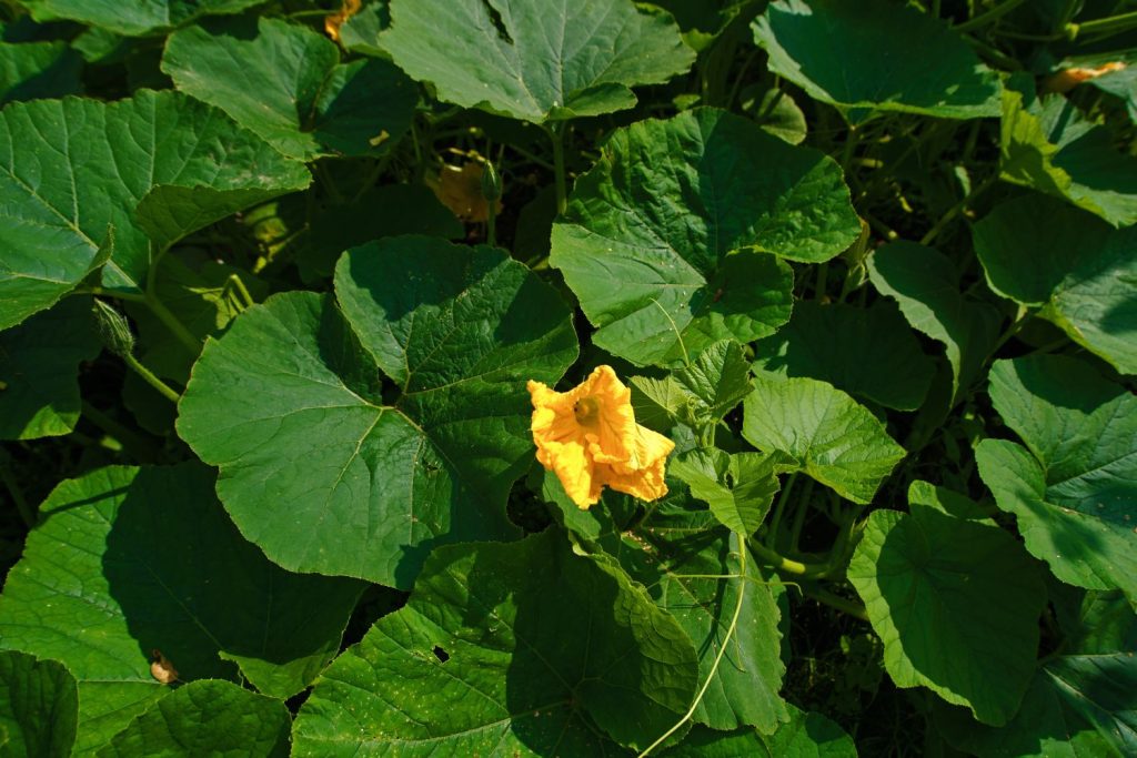 Yellow pumpkin flower on plant