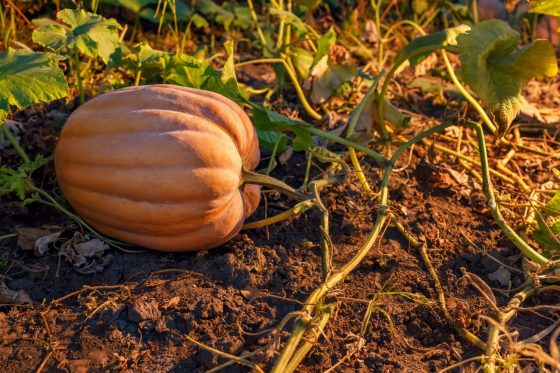 Harvesting pumpkins: when to harvest pumpkins & how to store them